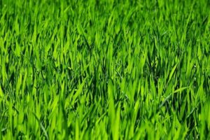 healthy lawn healthy lawn Healthy Lawn &#8211; Maintain healthy lawn in the heat Maintain healthy lawn 300x200