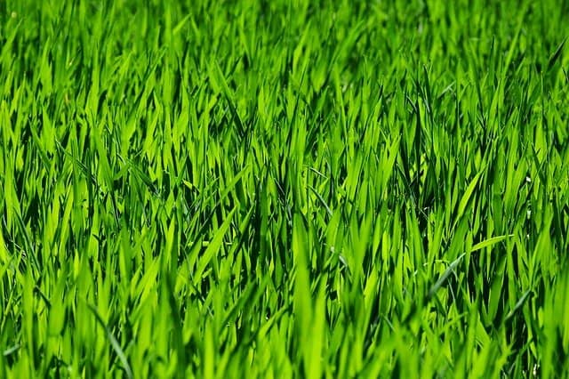 healthy lawn healthy lawn Healthy Lawn &#8211; Maintain healthy lawn in the heat Maintain healthy lawn